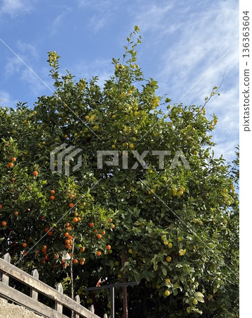 Lemon and orange tree under bright blue sky, showcasing vibrant citrus foliage and fruit Lemon and orange tree under bright blue sky, showcasing vibrant citrus foliage and fruit 136363604
