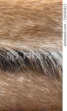 Closeup of brown and black fur texture, suitable for background or animal-related themes 136363611