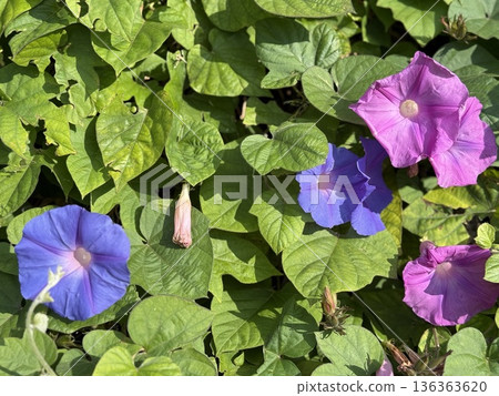 Morning glories in vibrant pink and purple hues bloom among lush green foliage in sunshine 136363620