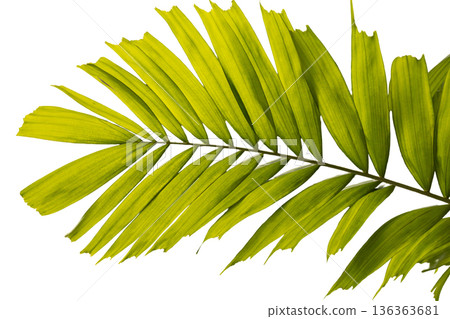 A bright green palm leaf is cut out on white background. The leaf shows a series of long, thin segments. This can be used for various design needs A bright green palm leaf is cut out on white background. The leaf shows a series of long, thin segments. This can be used for various design needs 136363681