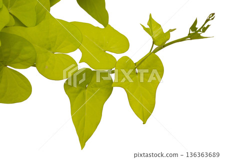 A branch of bright green leaves is displayed against a white background. The leaves have a smooth surface and vary in size and shape. This branch shows the vibrant colors found in nature A branch of bright green leaves is displayed against a white background. The leaves have a smooth surface and vary in size and shape. This branch shows the vibrant colors found in nature 136363689