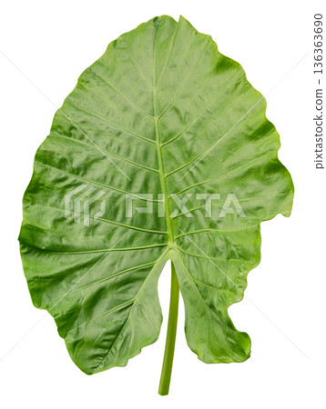 Large green leaf displayed on white background, showing clear structure and details of its veins. Ideal for nature-themed projects or digital designs 136363690