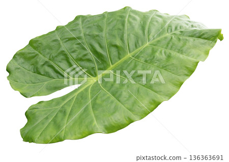 A large green leaf is featured on a white background. The leaf shows clear veins and a unique shape with smooth edges. It stands out against the background A large green leaf is featured on a white background. The leaf shows clear veins and a unique shape with smooth edges. It stands out against the background 136363691