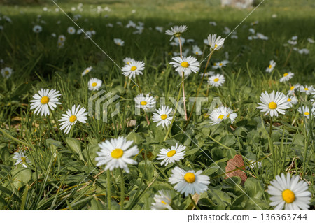 Field of Chamomile Flowers Medium View Field of Chamomile Flowers Medium View 136363744