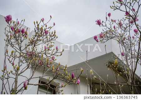 Blooming Magnolia Tree Crown View from Below 136363745