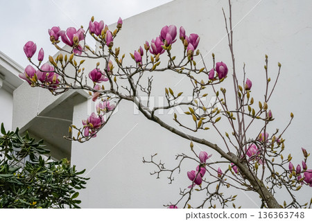 Blooming Magnolia Tree with Pink Spring Blossoms Near House 136363748