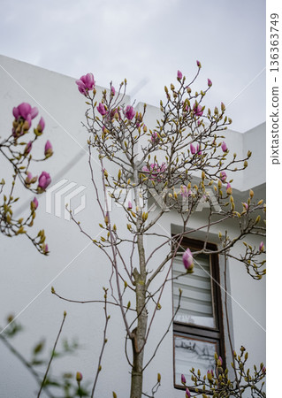Blooming Magnolia Tree Near House 136363749