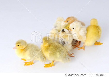 Yellow chickens and two eggs on a white background. 136363860
