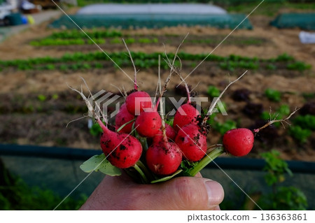 A hand is holding a bunch of radishes. The radishes just picked from ground, home garden in background A hand is holding a bunch of radishes. The radishes just picked from ground, home garden in background 136363861