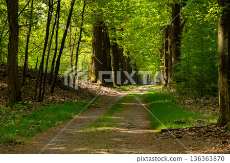 Treelined forest of the Veluwe Treelined forest of the Veluwe 136363870