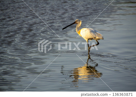 Black-faced spoonbill during sunset foraging for food in the wetlands. 136363871