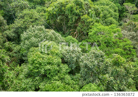Aerial view of virgin rainforest in Borneo, Sabah, Malaysia. 136363872