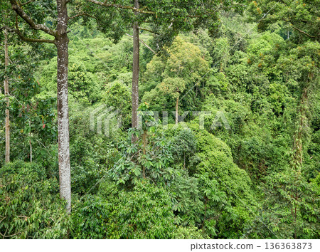 Aerial view of virgin rainforest in Borneo, Sabah, Malaysia. 136363873