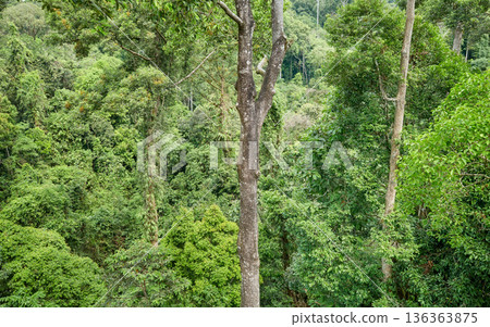 Aerial view of virgin rainforest in Borneo, Sabah, Malaysia. Aerial view of virgin rainforest in Borneo, Sabah, Malaysia. 136363875