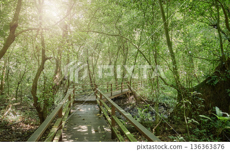 Path in virgin rainforest in Borneo, Sabah, Malaysia. Path in virgin rainforest in Borneo, Sabah, Malaysia. 136363876