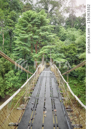 Bridge over the river in the jungle of Danum Valley, Borneo, Malaysia. 136363882