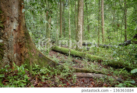 Rainforest in the Danum Valley Conservation Area, Borneo, Malaysia. 136363884