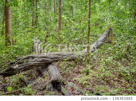 Rainforest in the Danum Valley Conservation Area, Borneo, Malaysia. 136363885