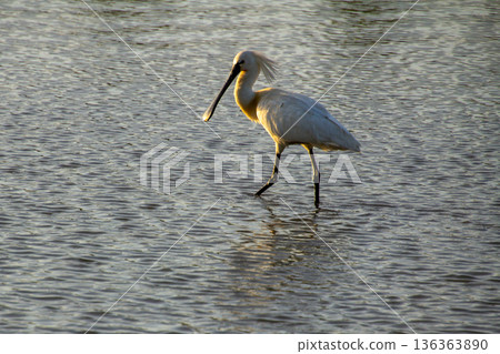 Black-faced spoonbill during sunset foraging for food in the wetlands. 136363890
