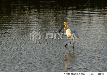 Black-faced spoonbill during sunset foraging for food in the wetlands. 136363891
