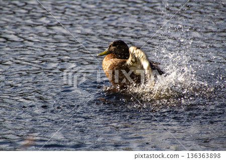 Duck starting up the turbo motor to clean himself. 136363898