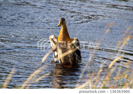 Duck starting up the turbo motor to clean himself. Duck starting up the turbo motor to clean himself. 136363900