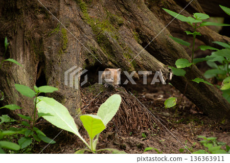 A little mouse is coming out of his hiding place. A little mouse is coming out of his hiding place. 136363911