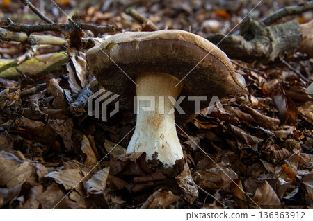 Mushroom in the leaves on the ground. Mushroom in the leaves on the ground. 136363912