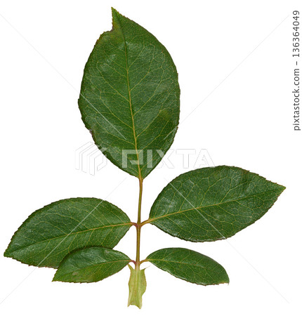 Rose branch with green leaves on stem on isolated background, top view Rose branch with green leaves on stem on isolated background, top view 136364049