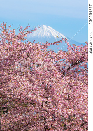 富士和櫻花 136364257