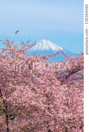 Fuji and cherry blossoms Fuji and cherry blossoms 136364260