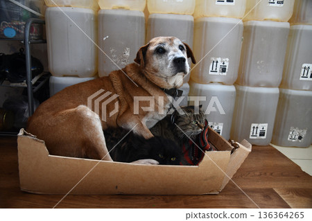 Friendly Rhodesian Ridgeback Dog and British Shorthair Cat Sitting Together Friendly Rhodesian Ridgeback Dog and British Shorthair Cat Sitting Together 136364265