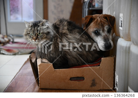 cat and dog hanging out together cat and dog hanging out together 136364268