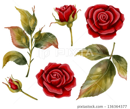 Set of watercolor illustrations of red roses, buds, and leaves. Hand-drawn floral designs are perfect for romantic designs, wedding stationery, invitations, greeting cards, packaging, holiday decor Set of watercolor illustrations of red roses, buds, and leaves. Hand-drawn floral designs are perfect for romantic designs, wedding stationery, invitations, greeting cards, packaging, holiday decor 136364377