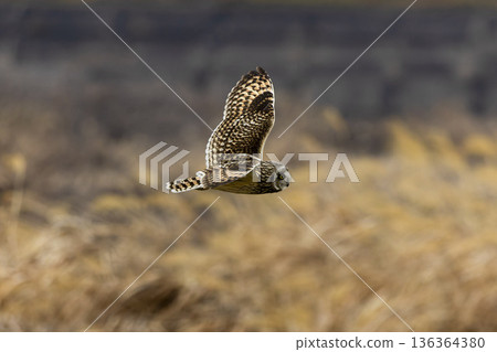 A short-eared owl flying over the riverbed 136364380