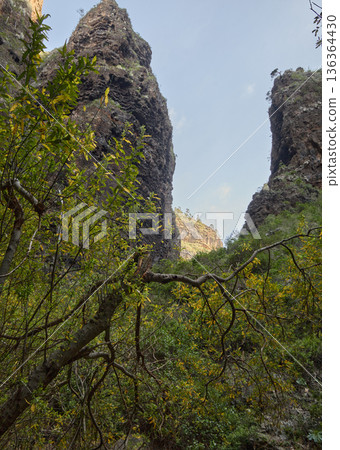 Towering Canyon Cliffs Rising Above Lush Forest Towering Canyon Cliffs Rising Above Lush Forest 136364430