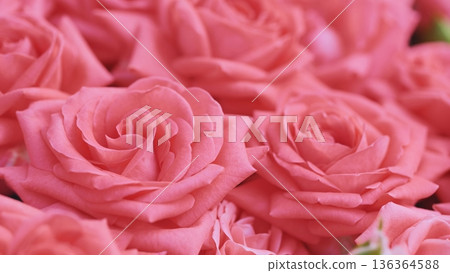 Delicate pink roses creating a stunning floral background in Moscow Delicate pink roses creating a stunning floral background in Moscow 136364588