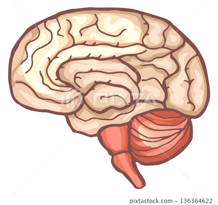 Brain anatomy. Cartoon medical illustration. Science icon 136364622