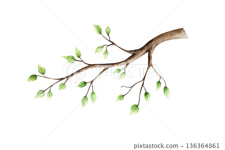 Spring branch with leaves. Watercolor easter hand drawn illustration isolated on background, transparent png. Botanical and wedding clip art. For greeting card, wallpaper, wrapping paper design 136364861