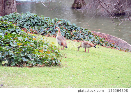 Egyptian geese at Retiro park, in Madrid, Spain Egyptian geese at Retiro park, in Madrid, Spain 136364898