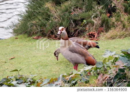 Couple of Egyptian geese, invasive species in European Union since 2017 Couple of Egyptian geese, invasive species in European Union since 2017 136364900