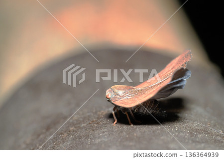 Chugok ami grasshopper Chugok ami grasshopper 136364939