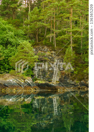 Green forest on rocky fjord shore 136365209