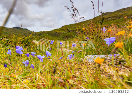 Violet flowers in mountains. Spring or summer time. 136365212