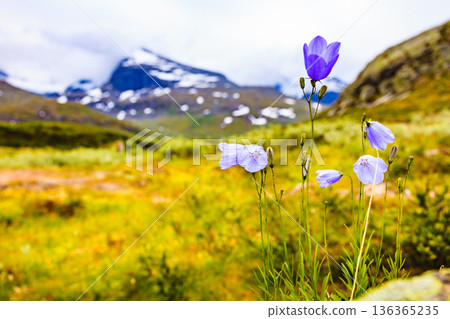 Violet flowers in mountains. Spring or summer time. Violet flowers in mountains. Spring or summer time. 136365235