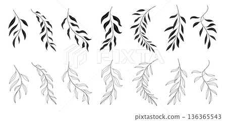 Willow Branch, Leave Elements Set in Silhouettes and Line Art, Hand-Drawn Botanical Vector Illustration 136365543