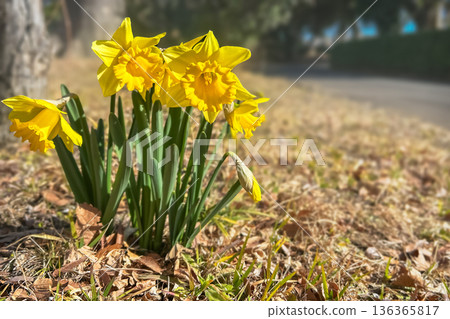 早春田野裡盛開著黃色的水仙花。 136365817