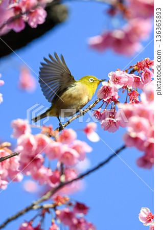 荏原神社的冬櫻和飛舞的繡眼鳥 136365893