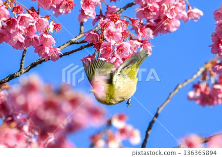 Winter cherry blossoms at Ebara Shrine and Japanese white-eyes flying about 136365894