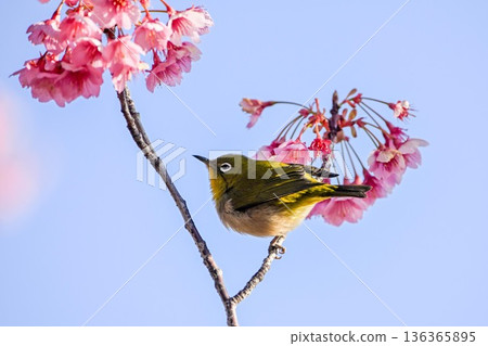 荏原神社的冬櫻和飛舞的繡眼鳥 荏原神社的冬櫻和飛舞的繡眼鳥 136365895